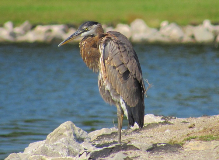 Great Blue Heron